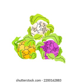 Vector collection of colorful cauliflower isolated on white background. Fresh vegetable illustration. Autumn healthy harvest