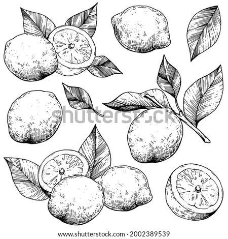 Vector collection of compositions with lemon. Hand-drawn sketches vintage style engraving. Isolated objects on a white background. Ready-made illustrations for packaging design, advertising, menus