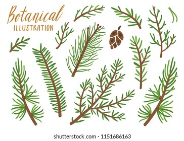 Vector collection of conifer branches. Botanical set of spruce elements. Isolated on white. 