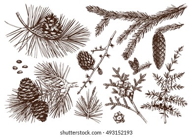 Vector collection of conifers illustration. Vintage evergreen plants sketch set - fir, pine, spruce, larch, juniper, cedar, cypress. Christmas decoration elements. 