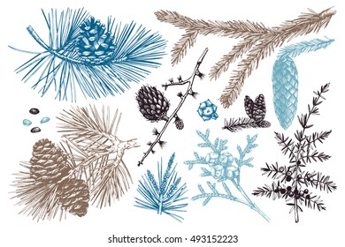 Vector collection of conifers illustration. Vintage evergreen plants sketch set - fir, pine, spruce, larch, juniper, cedar, cypress. Christmas decoration elements. 