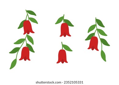 Vector collection of Copihue, a chilean flower. Lapageria rosea.