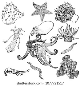 Vector Collection, Coral , Actinia, Octopus,crab, Hand Drawing, Isolated, Black Outline On White Background