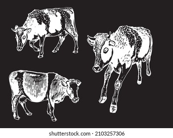 	
Vector collection of cows on black, cattle farm animal, graphical milky cow elements	