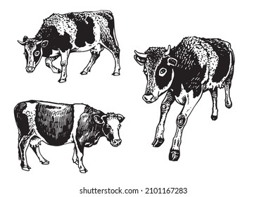 Vector collection of cows on white, cattle farm animal, graphical milky cow elements