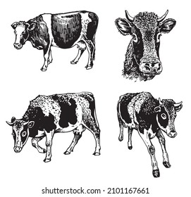 Vector collection of cows on white, cattle farm animal, graphical milky cow elements