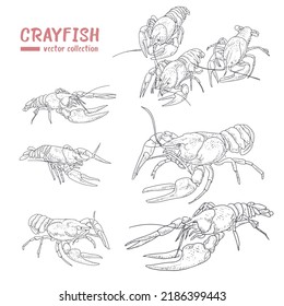 Vector collection of crayfish in vintage style.