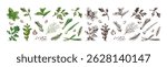 Vector collection of culinary herbs and seasoning spices with color and monochrome versions. Includes garlic, parsley, dill, green onion, basil, rosemary, mint, peppercorns and other hand drawn food. 