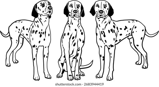 Coleção vetorial de cães dálmatas sobre fundo branco