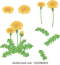 Vector collection of dandelion in spring