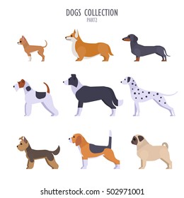 Vector collection of  different dogs breeds - Toy Terrier, corgi, dachshund, border collie, terrier, Dalmatian, Pug, Beagle, Yorkshire Terrier, isolated on white.