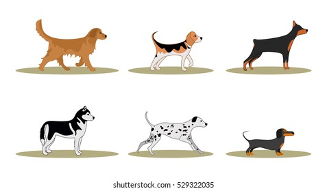 Vector collection of different dogs breeds - Dalmatian, Beagle, golden retriever, Siberian Husky, Doberman Pinscher, Dachshund isolated on white.