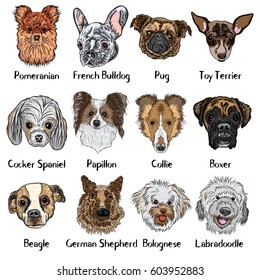 Vector collection of different dogs breeds, isolated. Dog Set. Labradoodle, German Shepherd, Beagle, Cocker Spaniel, Collie, Boxer, Papillon, Pug, Pomeranian, Bolognese, Toy Terrier, French Bulldog.