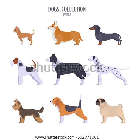 Vector collection of  different dogs breeds - Toy Terrier, corgi, dachshund, border collie, terrier, Dalmatian, Pug, Beagle, Yorkshire Terrier, isolated on white.