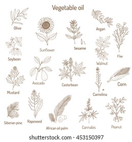 Vector collection of different oil plants. Hand drawn set