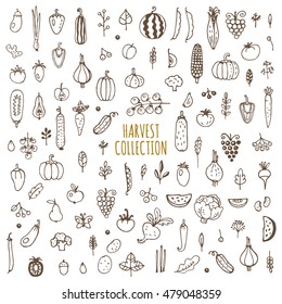 Vector collection of doodle hand drawn vegetables and fruits.