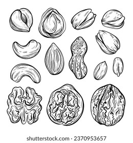 Colección vectorial de ilustraciones de las nueces de doodle.