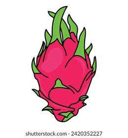 Vector collection of dragon fruit, or pitahaya. Tropical exotic fruit pitaya on a white background.