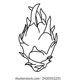 Vector collection of dragon fruit, or pitahaya. Tropical exotic fruit pitaya on a white background.