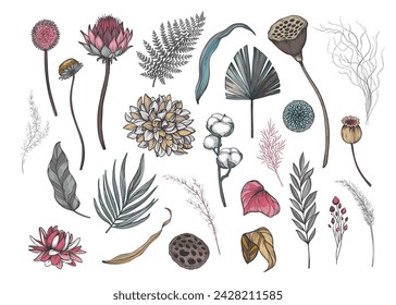 Colección vectorial de flores, hojas y ramas secas. hortensias, hojas de palma, eucalipto y otras plantas