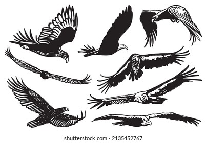 Vector collection of eagles on white isolated ,vector elements,birds