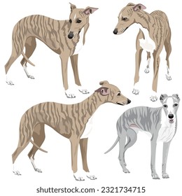 Vector collection of English Greyhound dogs on white