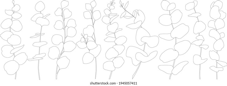 Vector collection of eucalyptus leaves. Decorative beauty elegant illustration for design hand drawn flower