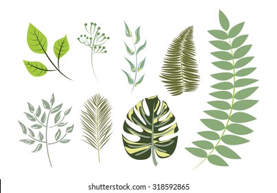 Vector Collection Exotic leaves. Foliage Palm, Philodendron, Banana leaf, Fern, Birch and etc. Individual objects Leaves for your design project (fabric, wallpaper, scrapbook and etc)