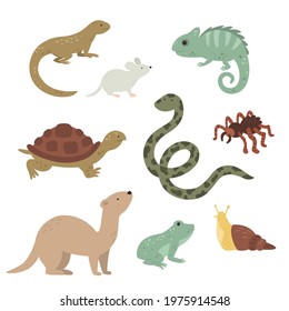 vector collection of exotic pets including iguana, tarantula, snake, snale and others