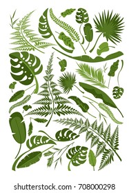 Vector collection of exotic plants and tropical leaves on a white background in the form of a rectangle