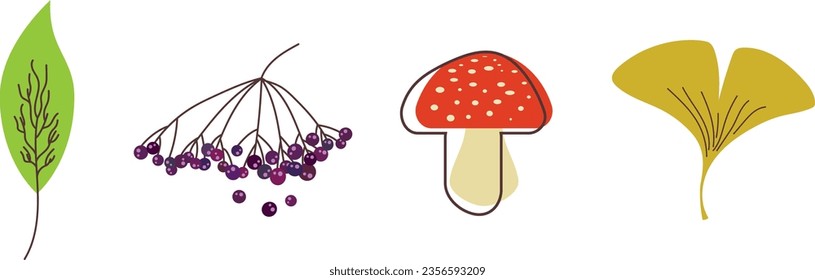 Vector collection with fall symbols and elements. Autumn leaves of gingko biloba, fly mushroom and elder berries.