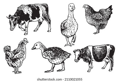 Vector collection of farm animals isolated on white background, rural wildlife elements for design,coloring and printing