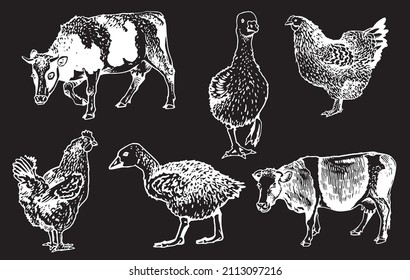 Vector collection of farm animals isolated on black background, rural wildlife elements for design,coloring and printing