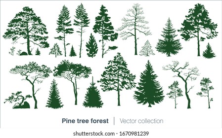 Vector collection with fir trees and coniferous forest isolated on white background