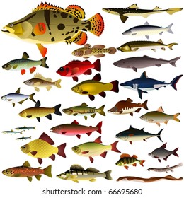 vector collection of fish