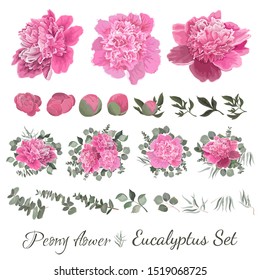 Vector collection of flowers and flora. Peony flowers, buds, leaves, eucalyptus, green plants, set of bouquets. All elements are isolated on a white background.