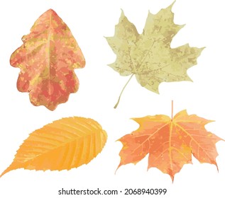 Colección vectorial de cuatro hojas coloridas de follaje otoñal 