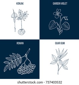 Vector collection of four hand drawn medicinal plants, rowan, guar gum, konjak, garden violet