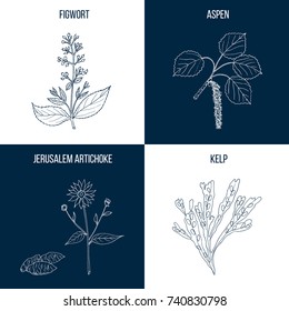 Vector collection of four hand drawn medicinal plants, figwort, aspen, jerrusalem artichoke, kelp
