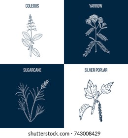 Vector collection of four hand drawn medicinal and eatable plants, blackberry, sarsaparilla, loquat, catnip