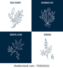 Vector collection of four hand drawn medicinal plants, great burnet, bushman hat, oriental plane, danshen