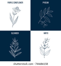 Vector collection of four hand drawn medicinal and eatable plants, mirto, oleander, pygeum, purple coneflower