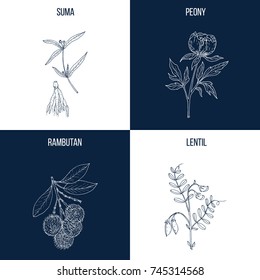 Vector collection of four hand drawn medicinal and eatable plants, suma, peony, rambutan, lentil