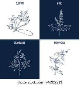 Vector collection of four hand drawn medicinal and eatable plants, zucchini, shiso, cranesbill, tylophora