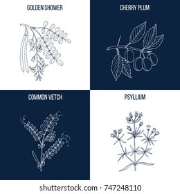 Vector collection of four hand drawn medicinal and eatable plants, golden shower, cherry plum, common vetch, psyllium