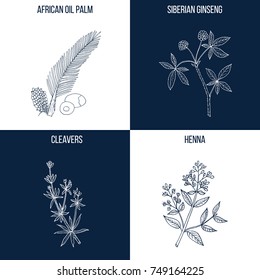 Vector collection of four hand drawn medicinal and eatable plants, african oil palm, siberian ginseng, cleavers, henna