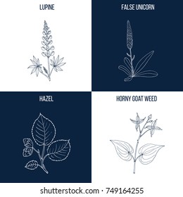 Vector collection of four hand drawn medicinal and eatable plants, lupine, false unicorn, hazel nut, horny goat weed