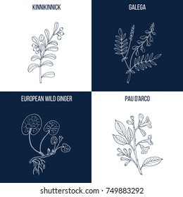 Vector collection of four hand drawn medicinal and eatable plants, kinnikinnick, galega, european wild ginger, pau d'arco