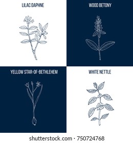 Vector collection of four hand drawn medicinal plants, lilac daphne, wood betony, white nettle, yellow star-of-bethlehem