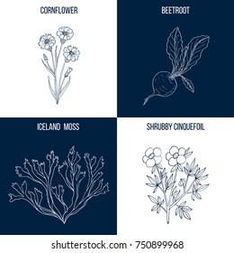 Vector collection of four hand drawn medicinal and eatable plants, cornflower, beetroot, iceland moss, shrubby cinquefoil